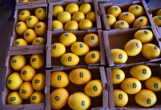 A qualidade do fruto, segundo o parlamentar, já despertou interesse da Europa, Estados Unidos e da América Central (Foto: Divulgação)