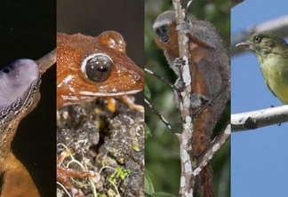 A conclusão principal é que as florestas tropicais são o principal celeiro desses vertebrados ainda não catalogados (Fotos: