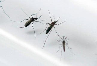 Roraima registrou uma redução de 16% nos casos de malária no primeiro trimestre deste ano em comparação ao mesmo período do ano anterior (Foto: Divulgação)