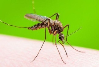 O trabalho inclui como foco o reforço das ações nos municípios em situação mais crítica para a infestação do mosquito (Foto: Divulgação)
