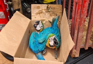 Os animais foram entregues ao Centro de Triagem de Animais Silvestres do Ibama (Foto: Divulgação)