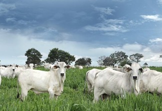 No caso das operações com gado, o imposto é recolhido no momento do abate no frigorífico (Foto: Prodap Agronegócio)