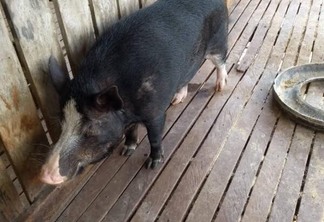 A peste suína afeta tanto os porcos domesticados quanto os asselvajados (Foto: Divulgação)