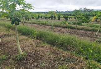 Está sendo feito um trabalho com uma proposta mais estruturada de produção integrada de fruticultura em Roraima (Foto: Divulgação)