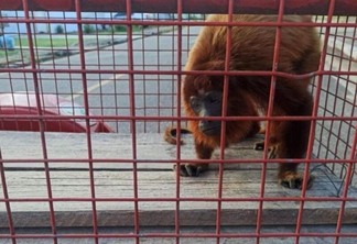 O macaco foi levado ao Centro de Triagem de Animais Silvestres do Ibama (CETAS) do IBAMA para os devidos cuidados e posterior soltura no meio ambiente (Foto: Divulgação)