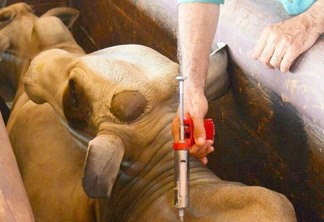 Cerca de 1.350 cabeças de gado foram vacinadas contra a febre aftosa (Foto: Ascom Aderr)