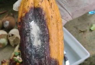 Uma das caraterísticas da praga é um pó esbranquiçado na fruta (Foto: Ascom Aderr)