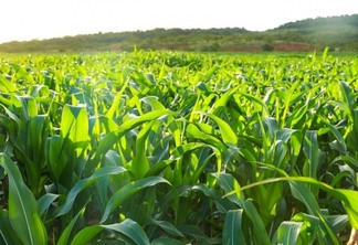 Plantio de milho e feijão busca garantir alimentação e gerar renda em aldeias indígenas. (Foto: Secom-RR)