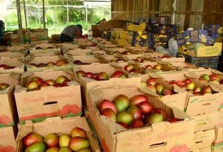 Frutos antes proibidos de circular no Estado agora podem ser vendidos em Boa Vista, desde que seja apresentada a Guia de Trânsito Vegetal. (Foto: Arquivo/Folha)