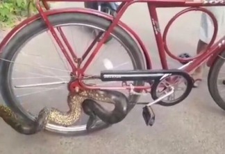 A cobra do tipo Sucuri que se enroscou no raio da bicicleta em que ele estava (Foto: Reprodução)