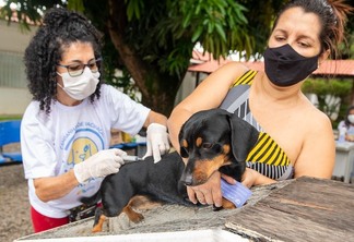 Devem ser vacinados cães e gatos a partir de três meses de vida (Foto: Divulgação)