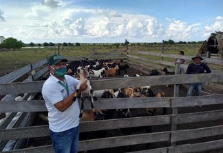 Técnicos da Agência de Defesa estiveram em Bonfim levando a programação sobre os pequenos ruminantes (ovelhas e cabras) (Foto: Divulgação)