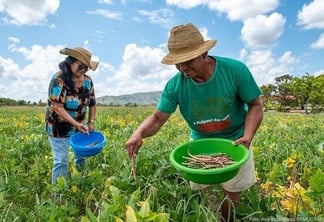 Cultura do feijão surge como uma excelente alternativa para complementar a renda (Foto:Divulgação/PMBV)