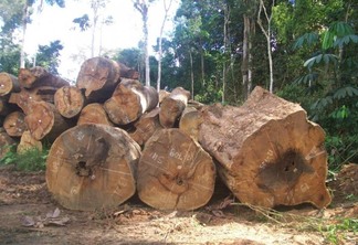 Os dados foram divulgados na matéria publicada no dia 29 de outubro, intitulada “Mais da metade da exploração madeireira em Roraima é ilegal” (Foto: Divulgação)