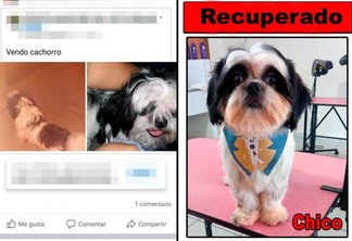 Família encontrou Chico, após venezuelanos tentarem vender o cachorro por R$ 300 na internet (Foto: Reprodução)