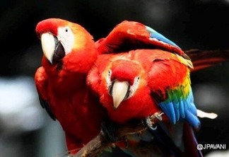 Em Roraima estão 57% das aves encontradas na Amazônia, com mais de 830 espécies registradas (Foto: J.Pavani)