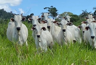 O patrimônio bovino em Roraima é estimado em R$ 6 bilhões. (Foto: Divulgação)