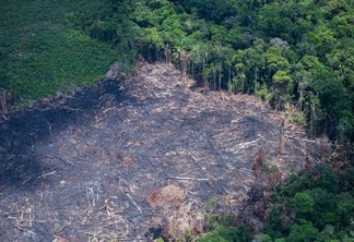 Município de Rorainópolis aparece em segundo lugar no ranking de municípios considerados críticos, sendo responsáveis pelo desmatamento de 10 km2 (Foto: Daniel Beltra/Greenpeace)