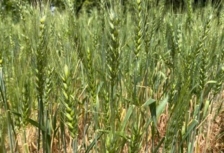 Estima-se que num prazo de dois anos, a Embrapa estará recomendando pelo menos uma cultivar de trigo adaptada às condições de cerrado no Estado (Foto: Ascom/EmbrapaRR)