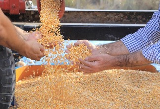 Primeira colheita do ano rendeu cerca de 400 sacas de grãos (Foto: Divulgação/Secom)