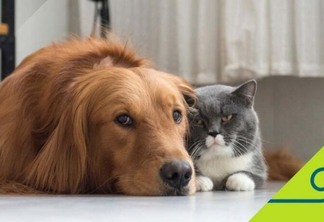 Assim como os humanos, os cães e gatos também podem ter diabetes (Foto: Divulgação)