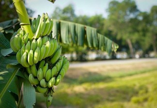 Cultivo da Banana é um dos cursos a serem promovidos pela Embrapa Roraima (Foto: Pixabay)