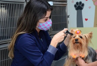 É preciso procurar o veterinário para identificar o que pode estar causando as dores de ouvido. (Foto: Nilzete Franco/FolhaBV)