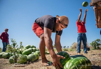 A Comunidade indígena Darôra já começou o ano com a colheita  de cerca de 7 toneladas de melancia (Foto: Semuc/PMBV)