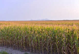 Roraima encerrou 2021 com aproximadamente 120 mil hectares plantados entre soja, milho e arroz (Foto: Divulgação)
