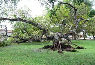 Por conta da queda da árvore o local ficou sem internet, tendo em vista que fios foram rompidos. (Foto: Nilzete Franco/FolhaBV)