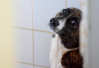 A castração é uma das medidas mais importantes para controle populacional de cães e gatos (Foto: Divulgação/PMBV)