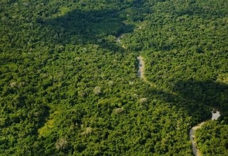 Área de floresta em Roraima (Foto: Edson Sato/ISA/Ilustração)
