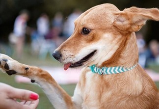 Atividades recreativa é fundamental para a saúde do seu pet (Foto: Divulgação)