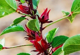 Vinagreira é uma planta medicinal amarga e ácida (Foto: Divulgação)