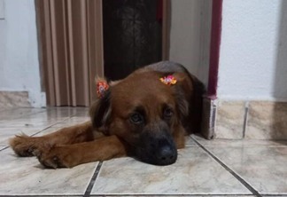 A cachorrinha Pilar, 2 anos, foi castrada no último dia 28 através do programa (Foto: Arquivo pessoal)