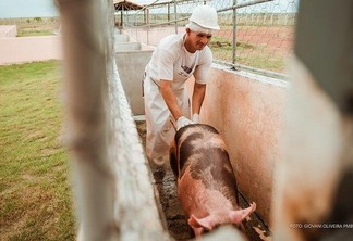 Evento vai abordar criação de suínos das quatro raças mais relevantes para comercialização (Foto: PMBV)