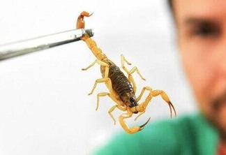Os escorpiões são representantes da classe dos aracnídeos (Foto: Ministério da Saúde)