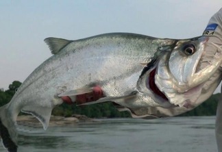 Peixes carnívoros, como o pirandirá, conhecido como peixe-cachorro, possuem risco muito alto de contaminação (Foto: Divulgação/Ilustração)