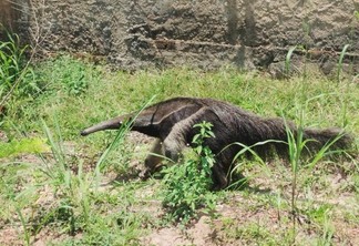 De acordo com informações, o tamanduá só ficou no local por alguns minutos e logo voltou para a mata (Foto: Arquivo pessoal)