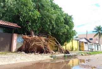 Árvore caída na Avenida Getúlio Vargas, bairro São Vicente (Foto: Nilzete Franco/Folha BV)