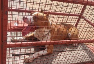Na segunda-feira, 18, foi realizada a captura de cães da raça pitbull que estavam em via pública (Foto: Divulgação)
