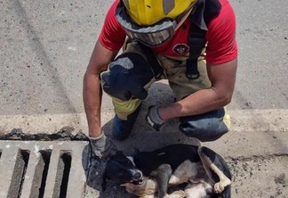 Os bombeiros utilizaram uma isca com comida para atrair o cão até a saída (Foto: Corpo de Bombeiros)