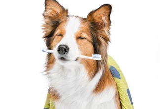 A periodontite em cães e gatos é o adoecimento de parte da região bucal, e por isso deve ser tratada especialmente por um médico veterinário odontologista (Foto: Divulgação)