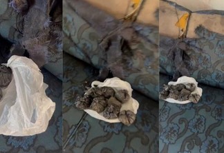 Material foi encontrado no forro de um sofá com ajuda de um cão farejador (Foto: Divulgação)