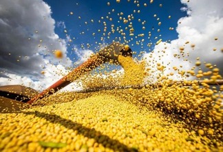 Safra deve render mais de 544,3 mil toneladas de grãos (Foto: Divulgação)
