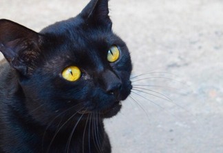 A superstição que ronda o gato preto é uma crença tão forte e antiga que até hoje muita gente acredita que só de passar perto do bichano lhe trará má sorte, o que não é verdade. (Foto: Isabella Cades)