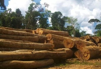 Norma permitia que comunidades não indígenas participassem do manejo florestal - Foto: Divulgação/Idesam