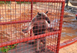 O Tamanduá-mirim é um animal arborícola e pode chegar até 105 centímetros de comprimento. (Foto: Divulgação/CBMRR)