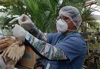 A gripe aviária, como é popularmente conhecida, é uma doença viral de rápido contágio e que acomete aves domésticas e silvestres, levando à morte (Foto: Ascom Aderr)