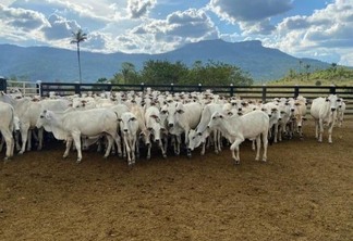 A meta é atingir o 100% de animais vacinados e assim manter Roraima com uma cobertura vacinal sólida (Foto: Ascom/Aderr)